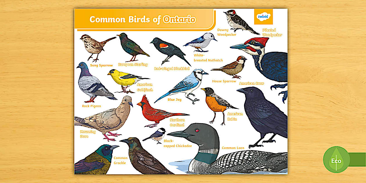 Common Birds of Ontario Poster | Birds | Science - Twinkl