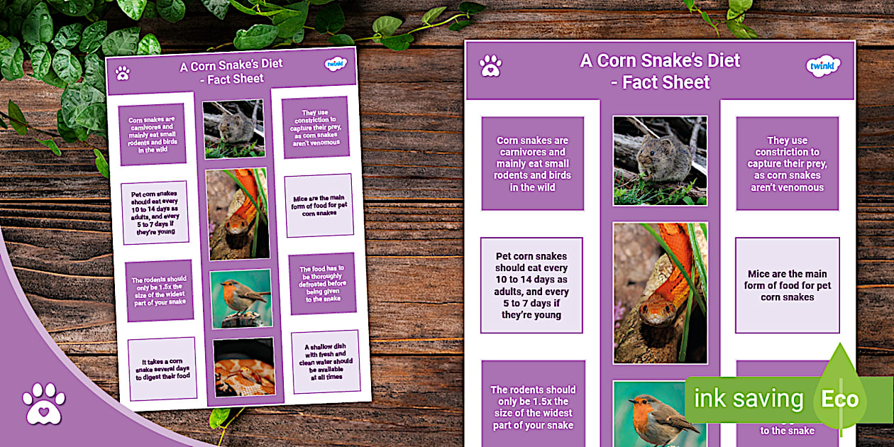 Picture Idea: A Corn Snake S Diet Fact Sheet Snakes
