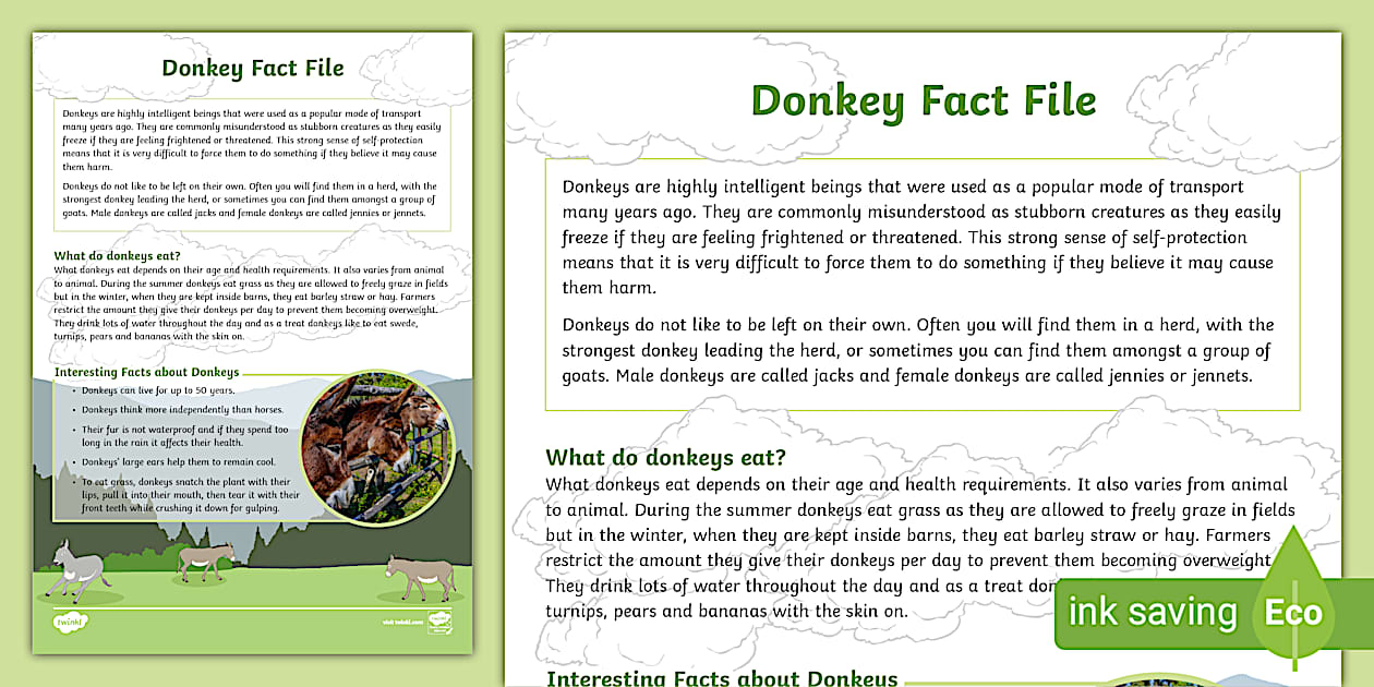 Donkey Fact File (teacher made) - Twinkl