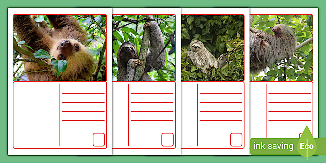 Sloth Postcards | Sloth Picture Postcards | Postcards