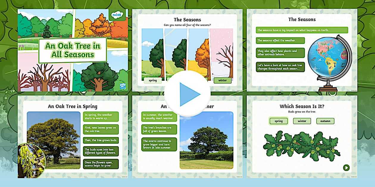 An Oak Tree in All Seasons PowerPoint - Twinkl