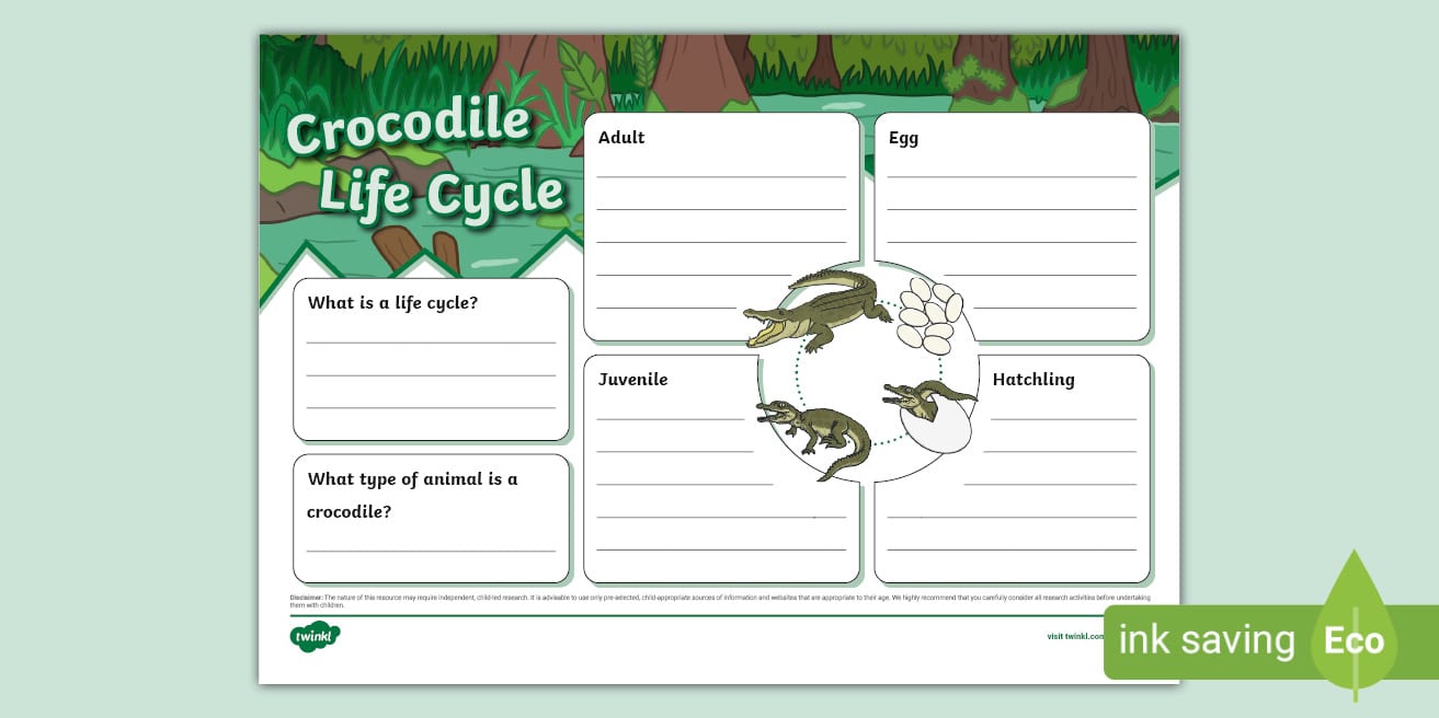 Crocodile Life Cycle Template