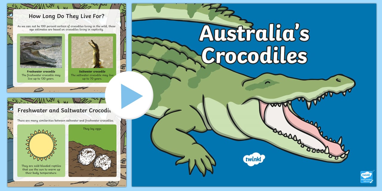 Australia Crocodiles Facts for Kids PowerPoint Year 1-4