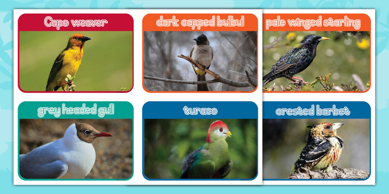 Grade R Life Skills - Beginning Knowledge and Personal and Social Well ...