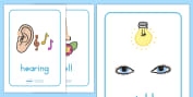 👉 5 Senses Pictures for Kids - Display Posters - Twinkl