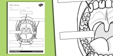 KS2 Healthy Eating, Topics, Staying Healthy, KS2 - Page 1