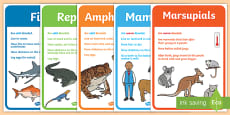 Animal Groups PowerPoint - Science KS1 Resource - Twinkl