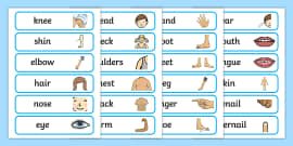 Body Parts Worksheet - Labelling Activity (teacher made)