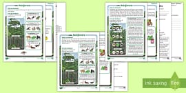 Rainforest Deforestation Reading Comprehension KS2