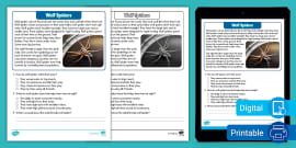 Second Grade Spider Silk Reading Passage Comprehension