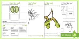 * NEW * Features of Flower Worksheet - KS2 Resources