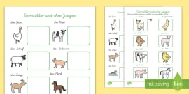 Gesunde Ernährung Kreisdiagramm Aktivität (teacher Made)