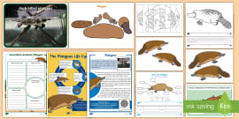 Life Cycle Of A Platypus Poster | Teacher-Made Resources