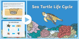 Book: The Life Cycle of a Sea Turtle-NLC – The Turtle Hospital