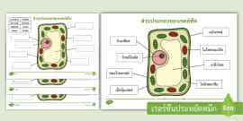 What is cytoplasm? - Answered - Twinkl Teaching Wiki