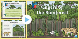 Rainforest Map Labelling teacher Made Twinkl