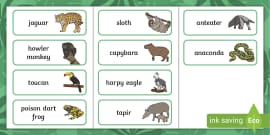 Rainforest Animal Flashcards (Teacher-Made) - Twinkl