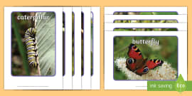 Butterfly Life Cycle Word Mat (Minibeasts) - Teaching Resource