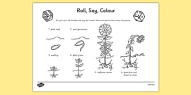 Sunflower Life Cycle Stages Powerpoint Teacher Made