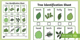 Native Scottish Trees Identification Sheet (teacher Made)