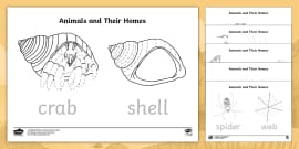 Parts Of A Hermit Crab Labelling Activity (teacher Made)