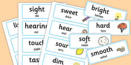 Senses Topic Word Cards (teacher made) - Twinkl