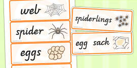 Spider Life Cycle Worksheet / Activity Sheets - worksheets