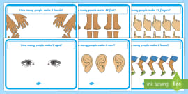 FREE! - Parts of the Body Labelled Diagram (teacher made)