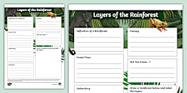 Layers of the Rainforest PowerPoint - Rainforest Biome