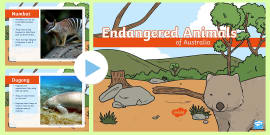 Проект endangered animals