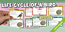 Gr3 LS T2 Life Cycle of an Amphibian (Frog) Flashcards (CAPS)