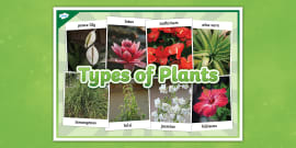 Types of Plants Posters (teacher made) - Twinkl