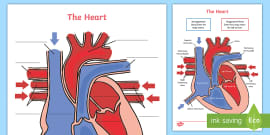 Digestive System KS2 - Labeling Worksheet - Primary Resources