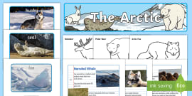 Arctic Animals Worksheets for Kids