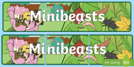 What Is A Minibeast Teaching Wiki Twinkl