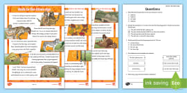 Rainforest Poems KS2 Differentiated Reading Comprehension Activity