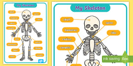 Human Skeleton Labelling Sheet | Human Bones Labelled