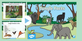 Kindergarten All About Jungles and Rainforests PowerPoint | Twinkl