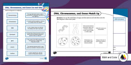 Fifth Grade Gregor Mendel Fact File (teacher made) - Twinkl