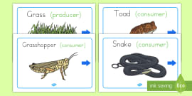 Comparing Living and Non-Living Things Worksheet - australia