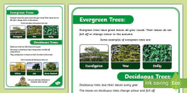 Deciduous and Evergreen Trees KS1 Activity | Easy Download