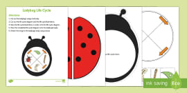 Ladybug Life Cycle Puzzle (Teacher-Made) - Twinkl