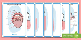 Animals and Their Teeth | Animal Teeth KS2 Worksheet