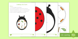 Life Cycle of a Ladybug Activity Pack - Twinkl