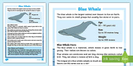 Blue Whales | The Largest Mammal in the World | Wiki