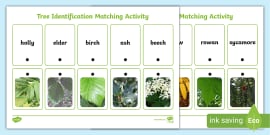 Tree Identification Photo Sheet | Twinkl (teacher made)