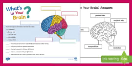 The Amazing Brain Worksheet - Whats in Your Brain Activity Twinkl