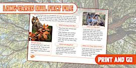 Tawny Owl Fact File - Twinkl - KS1
