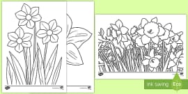 Daffodil Coloring Sheet (teacher-made) - Twinkl