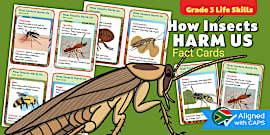 Grade 3 Life Skills Term 2 Insect Life Stages Mind Map (CAPS)